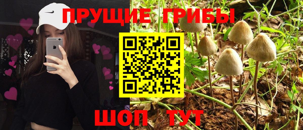 Галлюциногенные грибы GOLDEN TEACHER  Вход с VPN  Галлюциногенные грибы Cubensis  Реж 